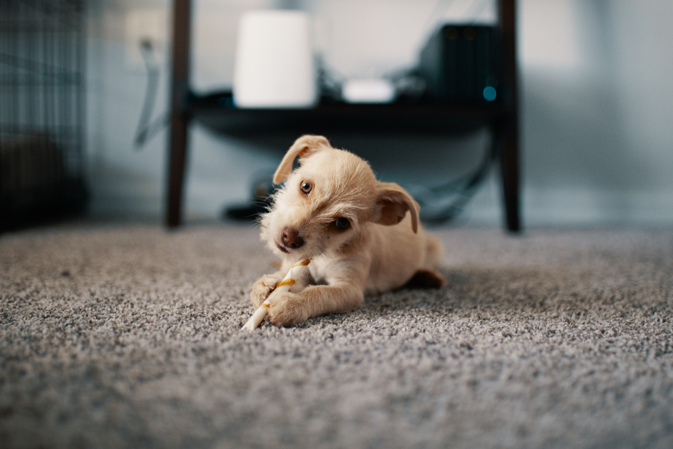 A dog chewing on a toy while laying on the carpet
